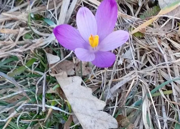 Planinska Kuca Rabas 펜션 바이나 바슈타